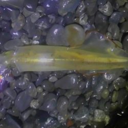 ヤリイカまだまだ釣れます。